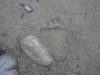 DSCF6955