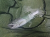 DSCF7357