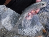 DSCF7955