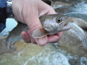 22㎝　成魚放流物っぽい